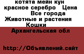 котята мейн кун, красное серебро › Цена ­ 30 - Все города Животные и растения » Кошки   . Архангельская обл.